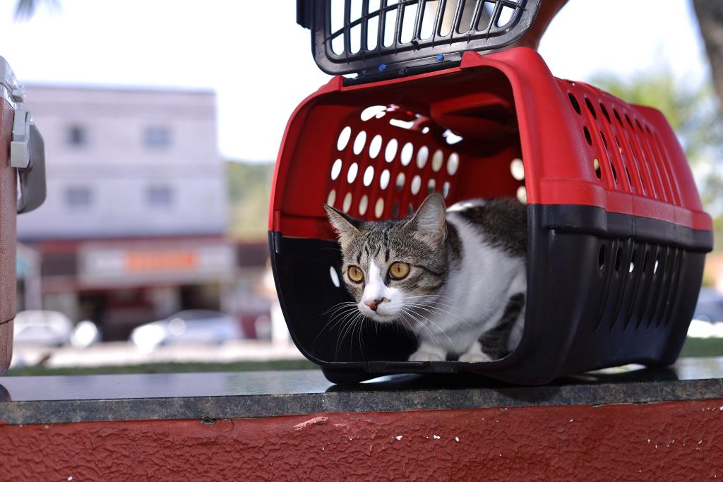 Prefeitura de Guararema segue com vacinação de cães e gatos em abril