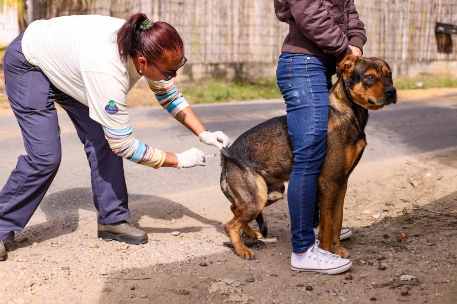 Vacinação antirrábica segue protegendo cães e gatos em Guararema