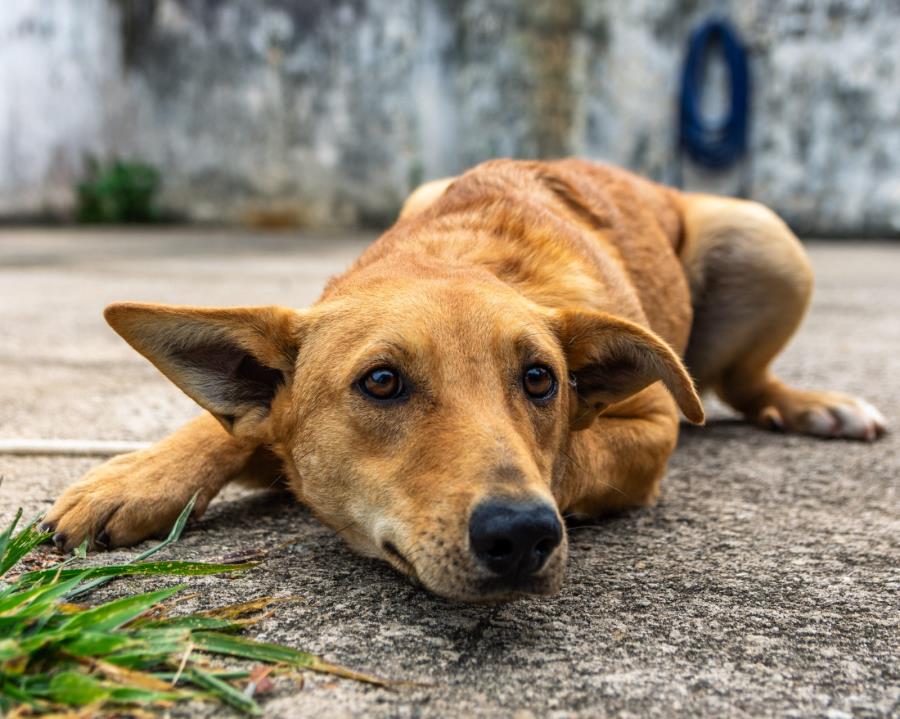 Sete novos cães estão disponíveis para adoção pelo Programa Bora Ser Feliz da Prefeitura de Guararema