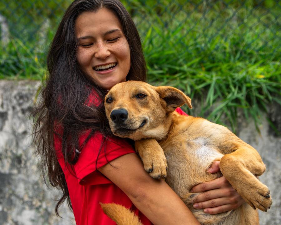 Prefeitura de Guararema oferece castração gratuita para cães e gatos