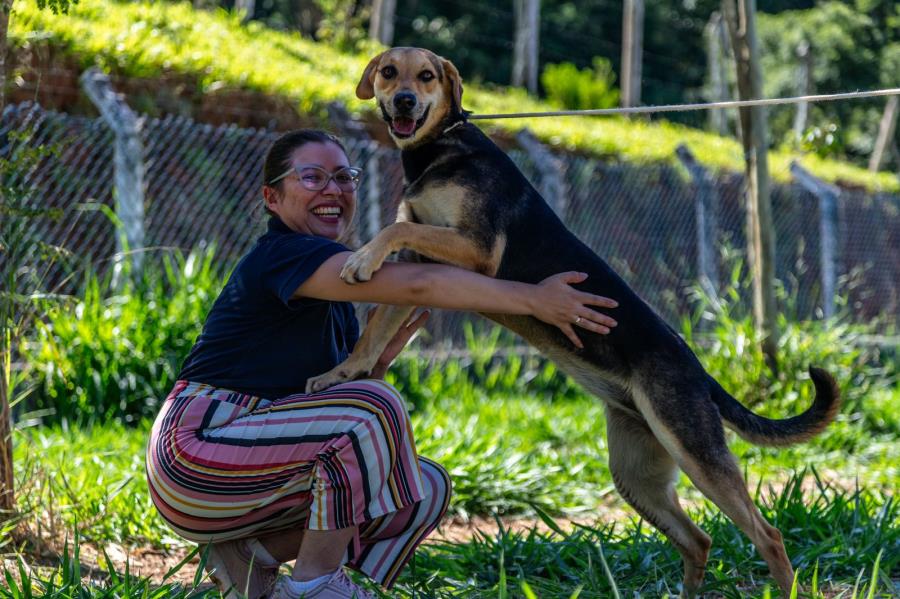 Adoção responsável: 38 cães estão disponíveis pelo Bora Ser Feliz da Prefeitura de Guararema