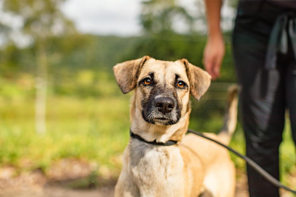 Programa Bora Ser Feliz, da Prefeitura de Guararema, incentiva a adoção responsável de animais