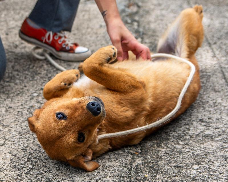 Guararema mantém ações de adoção e bem-estar animal com o Programa “Bora Ser Feliz”