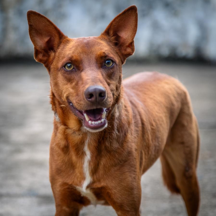 Novos animais chegam ao Programa Bora Ser Feliz, da Prefeitura de Guararema