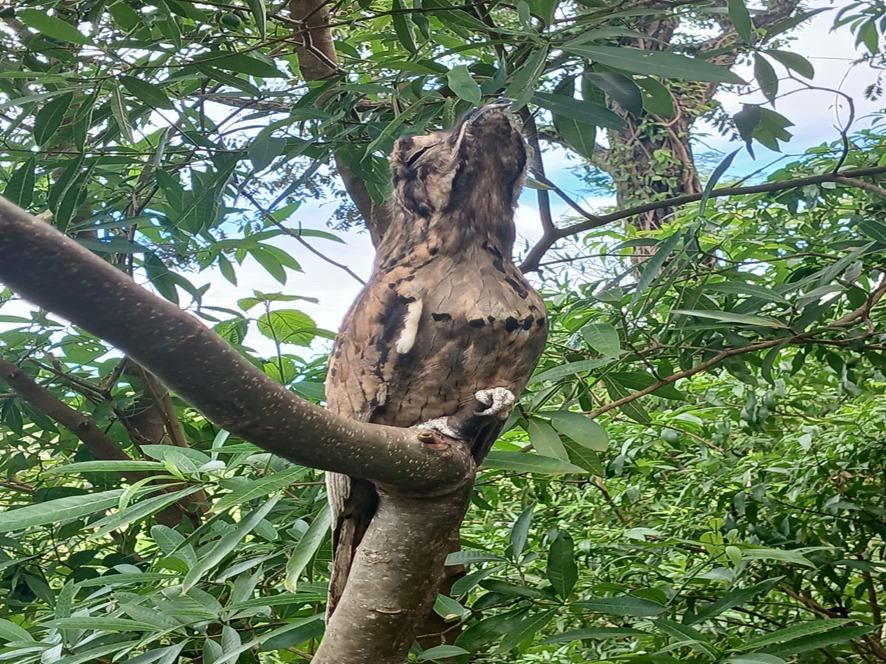 Big Day: Batayporã destaca convite para observação de aves no sábado (9)