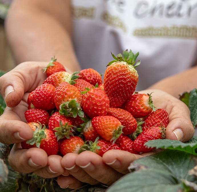 Recanto Cheio de Cheiro