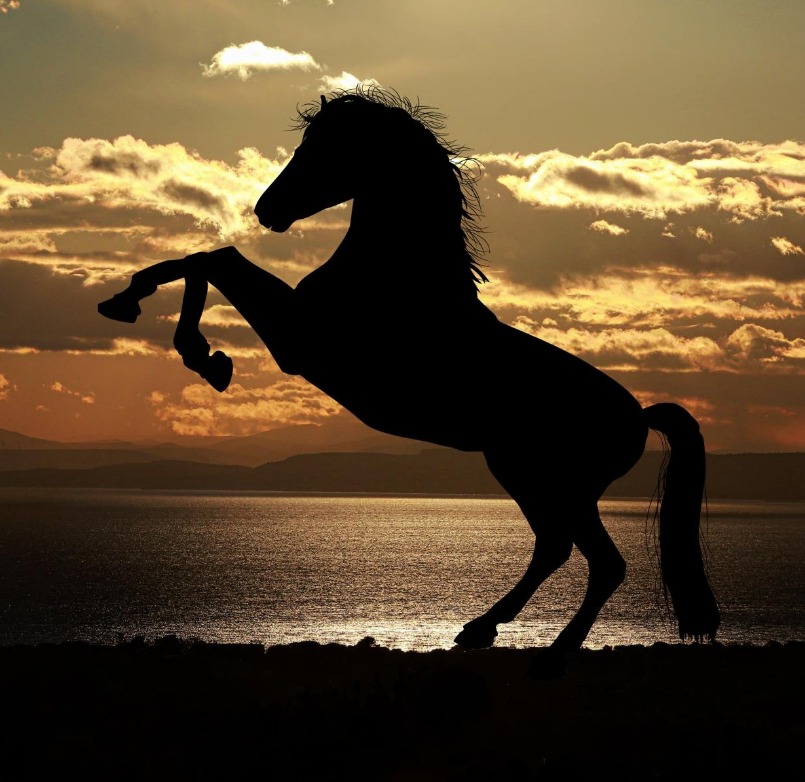 Centro Hípico Haras Fiel CHHFIEL