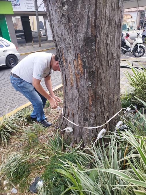 Com uso de tomografia, Secretaria de Turismo revela estado de seis árvores centenárias da Praça Central e investe na prevenção de quedas de árvores