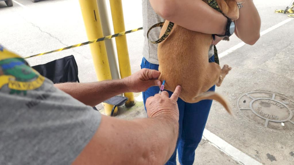 Prefeitura realiza vacinação antirrábica de cães e gatos no Santa Tereza