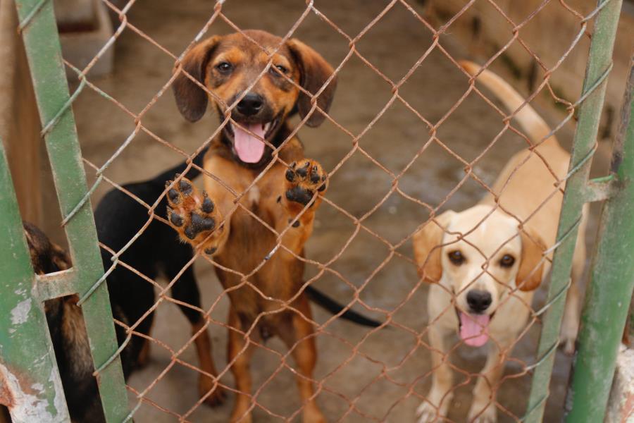 Nova feira de adoção de animais acontece neste sábado em Taubaté