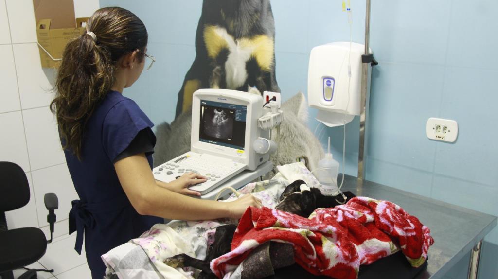 Taubaté realiza quase 5 mil castrações em 2025; Hospital Veterinário supera 12 mil atendimentos