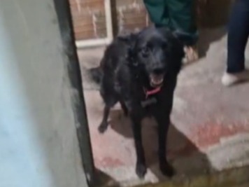 Cachorro vítima de maus tratos é resgatado e tutor preso após ação da GCM e do Bem-Estar Animal