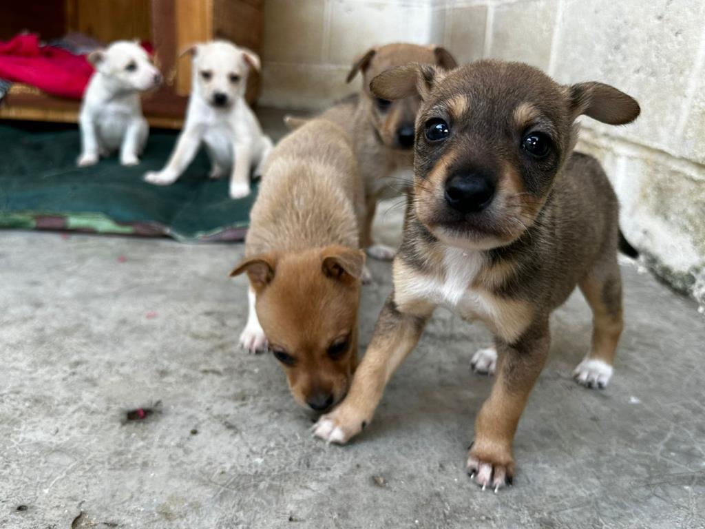 Prefeitura lança Taubapet, para incentivar adoção responsável e bem-estar animal
