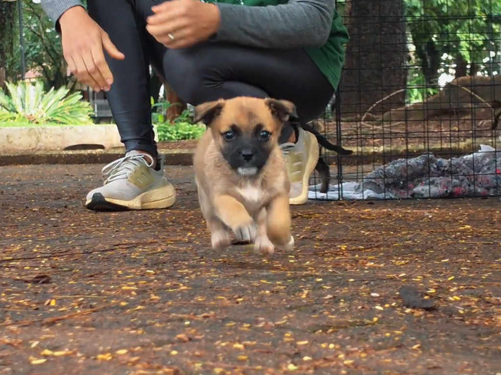 Taubaté realiza feira de adoção de animais nesta sexta na Santa Terezinha