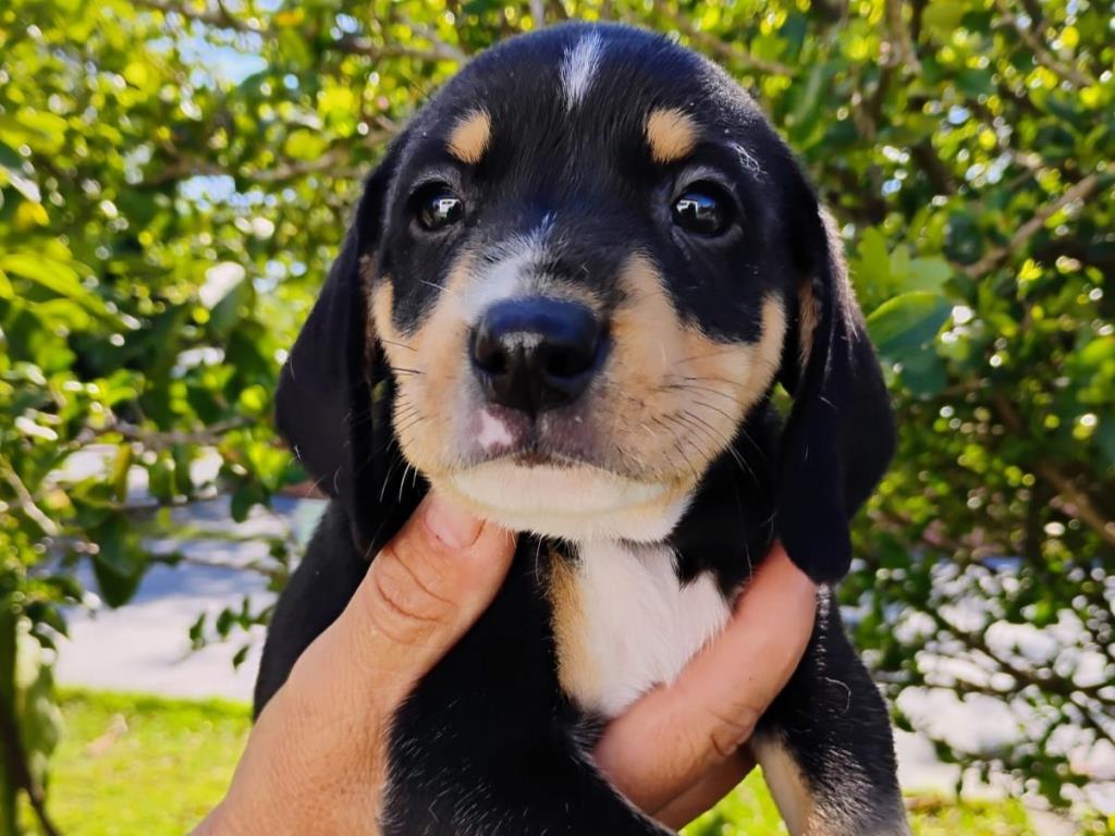 Prefeitura promove feira de adoção de animais e microchipagem na Praça Santa Terezinha