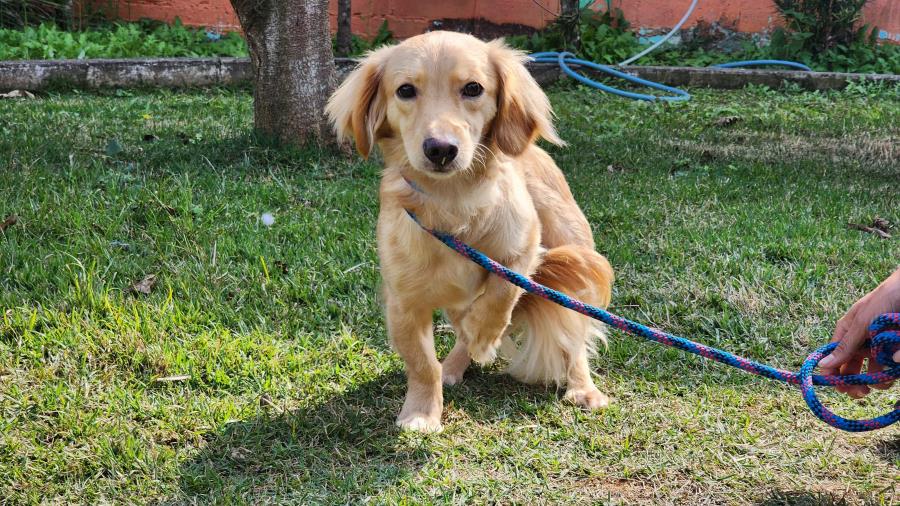 Nova feira de adoção de animais e microchipagem acontece nesta sexta, na praça Santa Terezinha