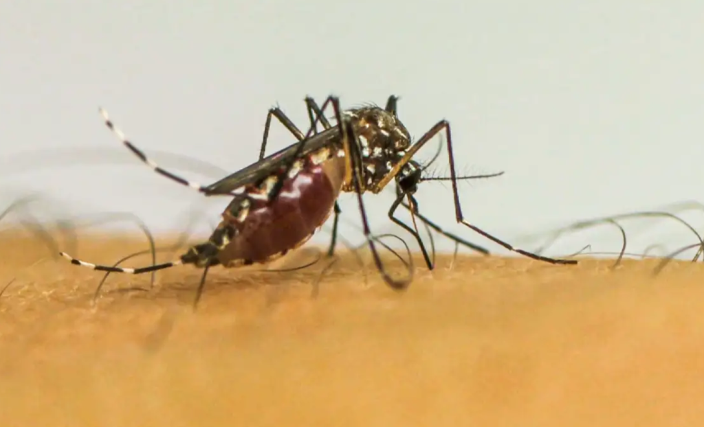 Prefeitura alerta para cuidados com a dengue, mesmo com queda de casos em 2025 em Taubaté