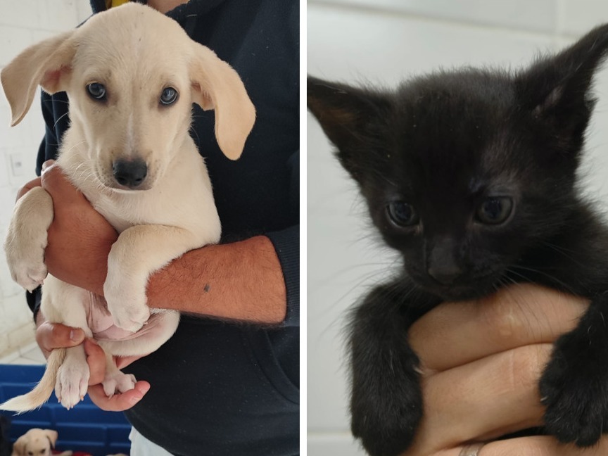 Prefeitura realiza feira de adoção de animais e microchipagem na Praça Santa Terezinha