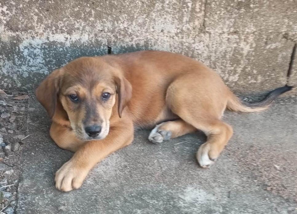 Prefeitura de Taubaté realiza feira de adoção de animais e microchipagem nesta sexta