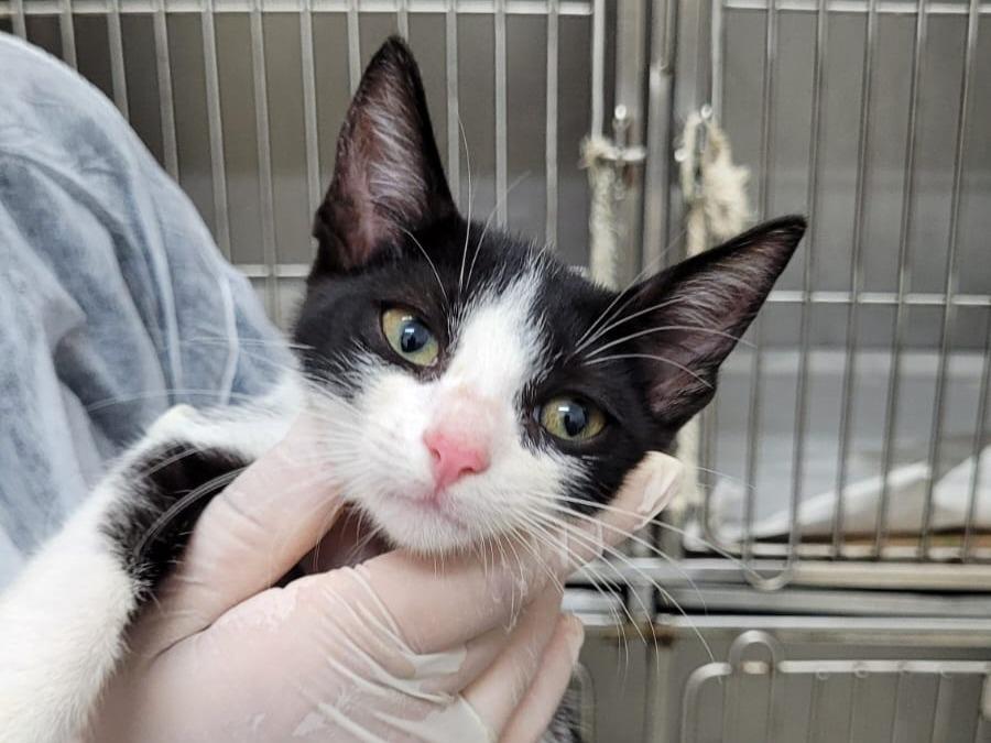 CCZ realiza Feira de adoção de animais e microchipagem nesta sexta-feira (30)