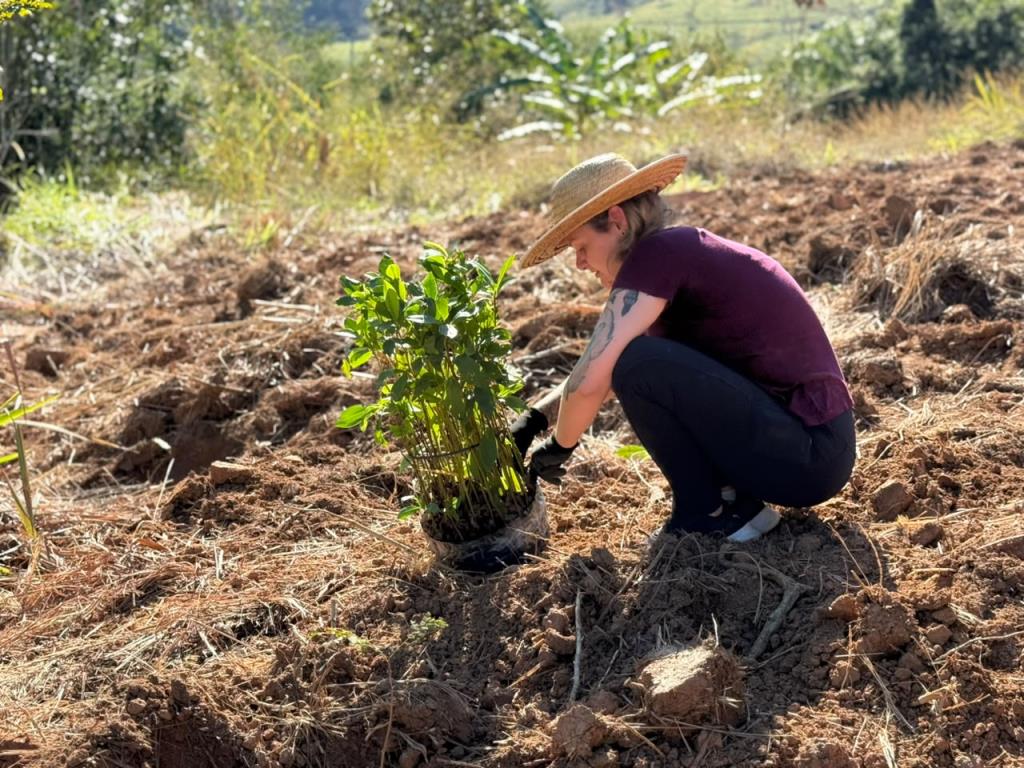 Prefeitura realiza plantio de mil mudas de árvores