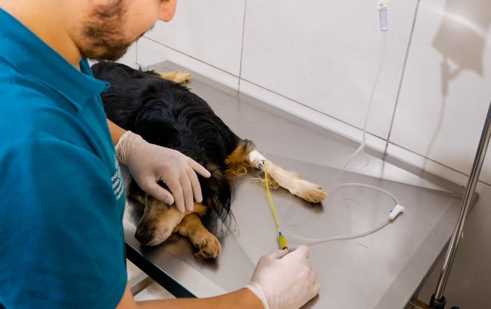 Prefeitura oferece castração gratuita para cães e gatos