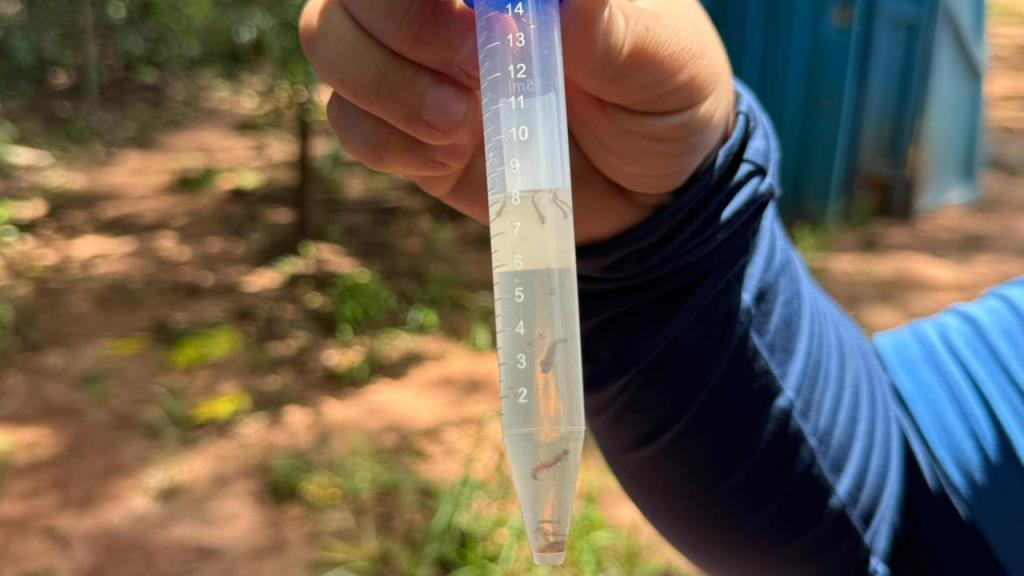 Janeiro chuvoso reforça estratégias de combate e monitoramento do Aedes Aegypti