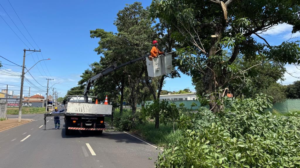 Prefeitura intensifica poda e elevação de copas, retirada de galhos secos e supressão de árvores mortas