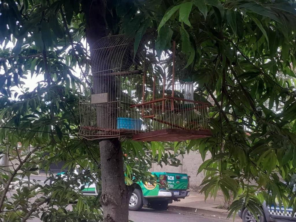 Guarda Civil Municipal e Fiscalização Ambiental atendem denúncia e resgatam ave silvestre