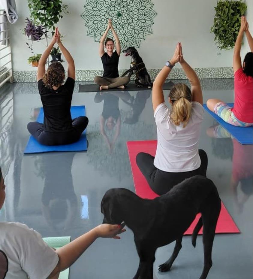 Animais adultos do Canil participam de aula de Yoga em momento de carinho e tranquilidade