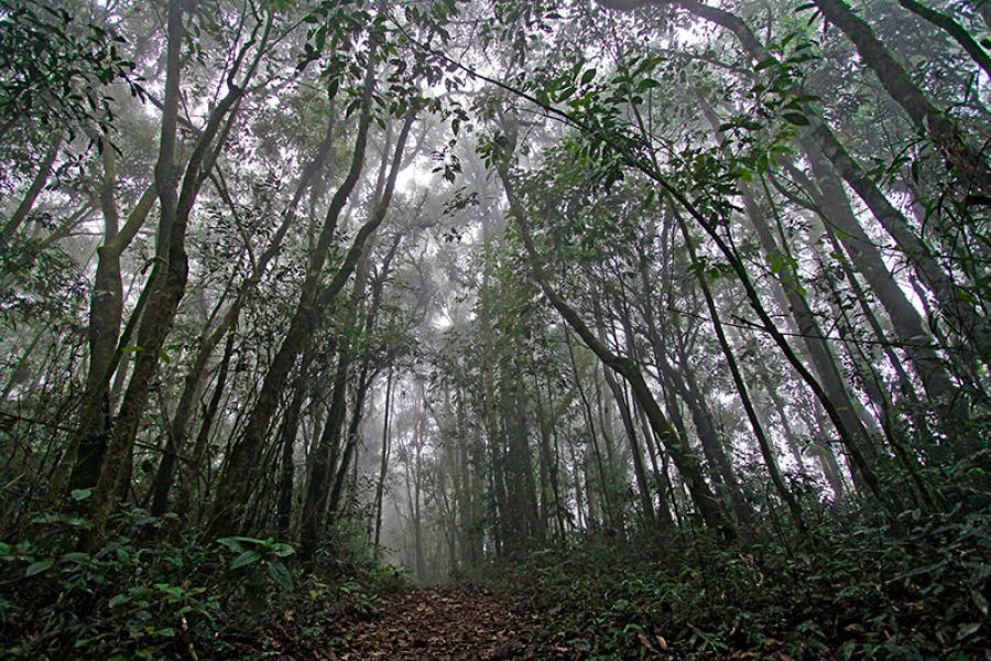 TRILHA DO PINHEIRINHO