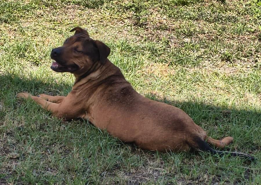 Imagem do SCOOBY