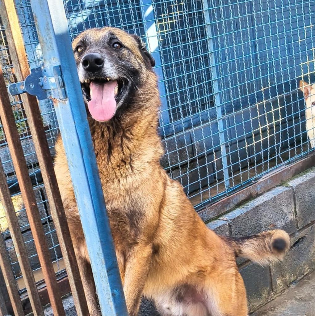 Imagem do FALCÃO