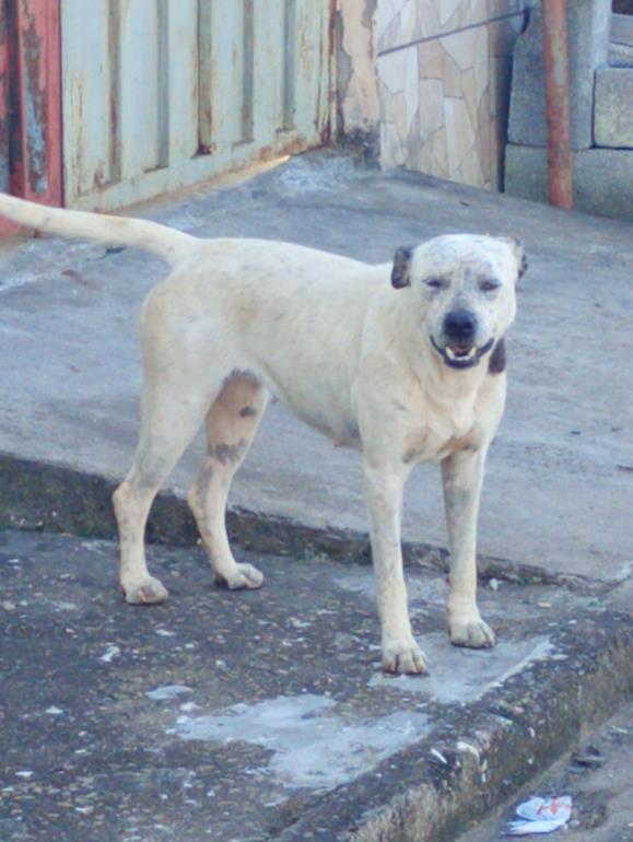 Imagem do LOBA