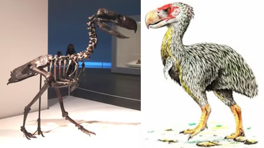 Museu de História Natural de Taubaté