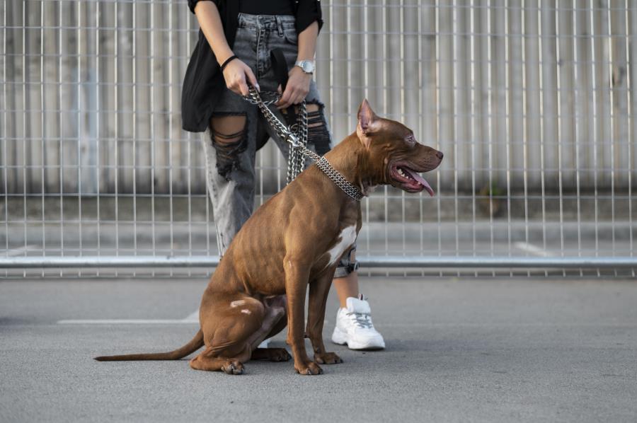 Prefeitura sanciona lei que estabelece critérios para permanência e circulação de cães ferozes em locais públicos