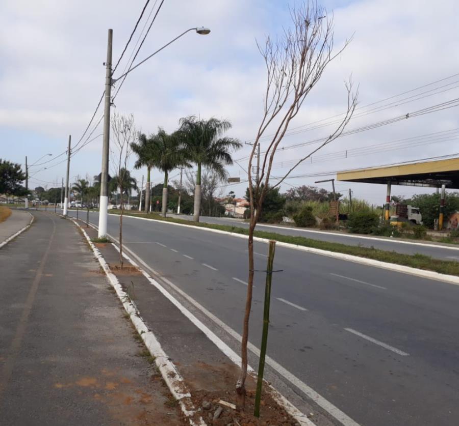 Município de Caçapava faz plantio de árvores na Vila Quirino