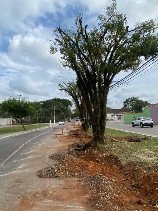 Preparação para recapeamento da Avenida Pereira Bueno acontece com a supressão de árvores e novos plantios