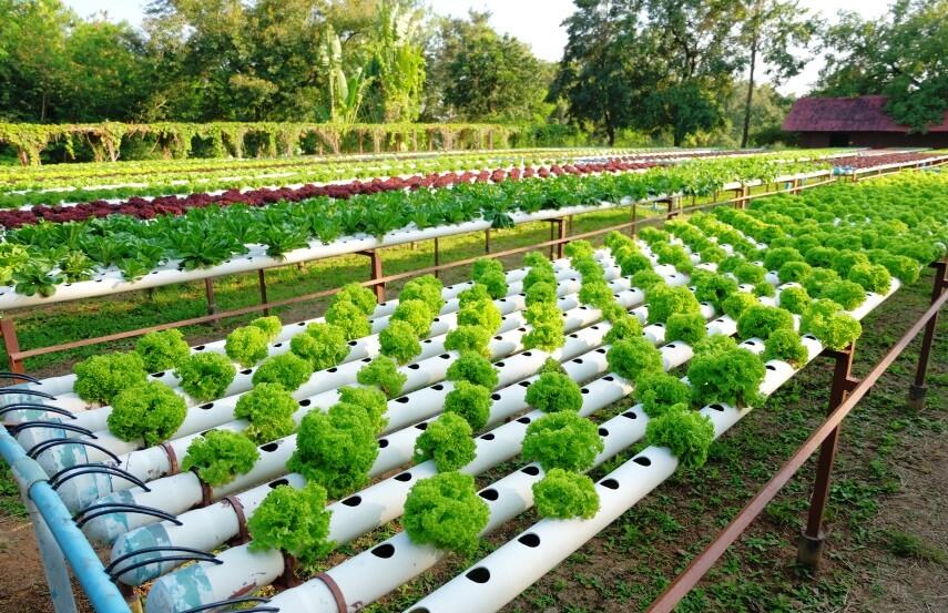 📢 SINDICATO RURAL – CAPACITAÇÃO GRATUITA: AQUAPONIA