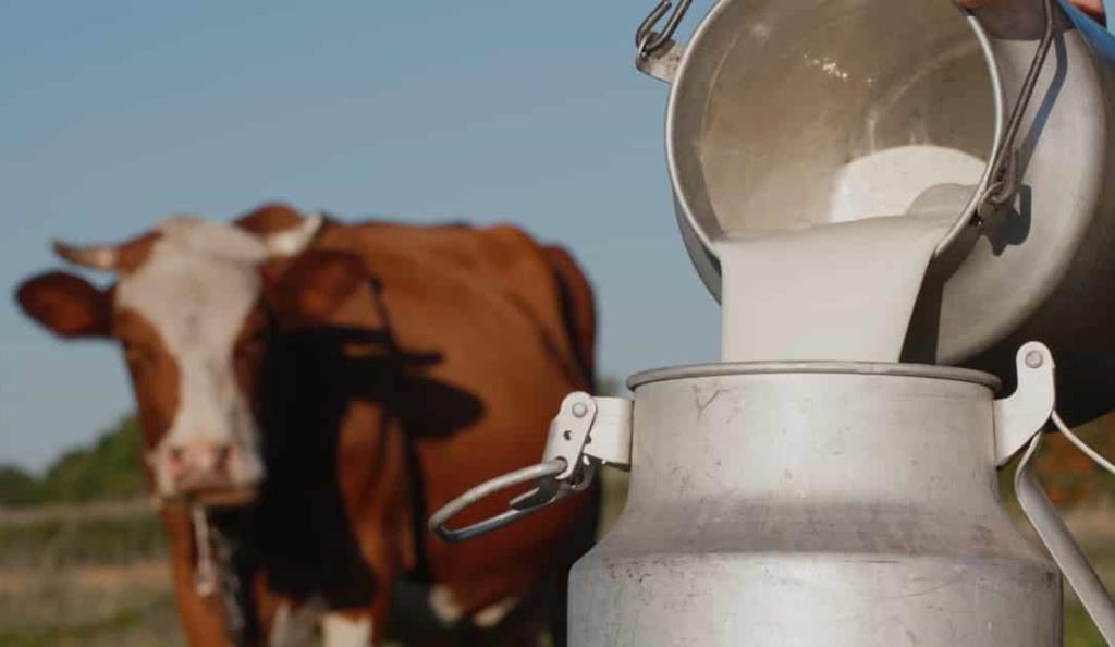 📢 SINDICATO RURAL - CAPACITAÇÃO GRATUITA: BOVINOCULTURA DE LEITE (DIAGNÓSTICO E PREVENÇÃO DA MASTITE)