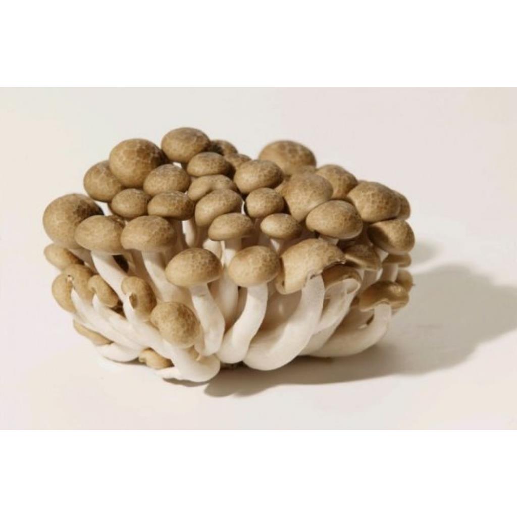 🍄SINDICATO RURAL - CAPACITAÇÃO GRATUITA: COGUMELO SHIMEJI-PRODUÇÃO E COLHEITA
