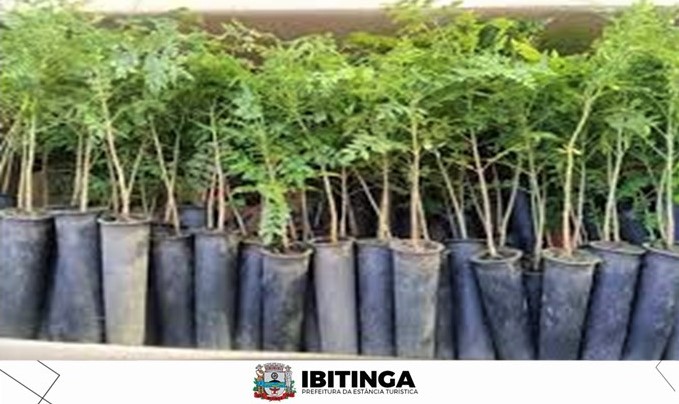 Viveiro Municipal doa mudas arbóreas para o munícipe interessado no plantio