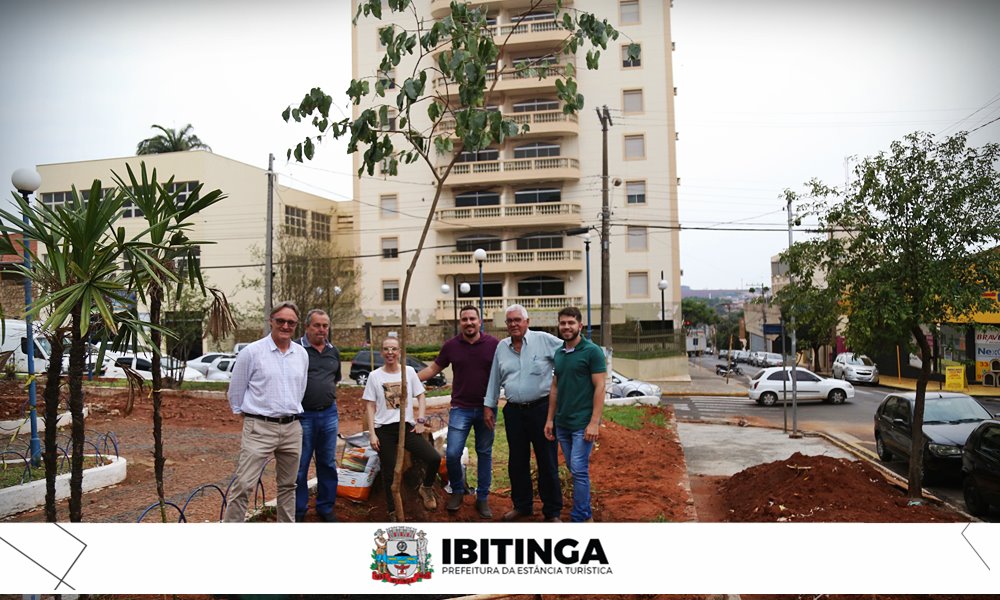 Jatobá de cerca de 4 metros de altura foi transplantado hoje na Praça Rui Barbosa