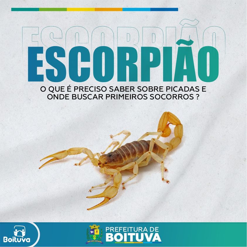 PICADA DE ESCORPIÃO: O QUE É IMPORTANTE SABER?