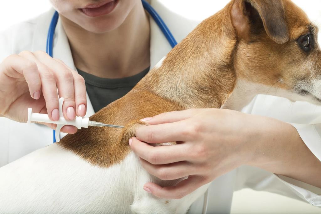 Vacinação antirrábica para cães será realizada em Cardeal nesta sexta-feira (13)