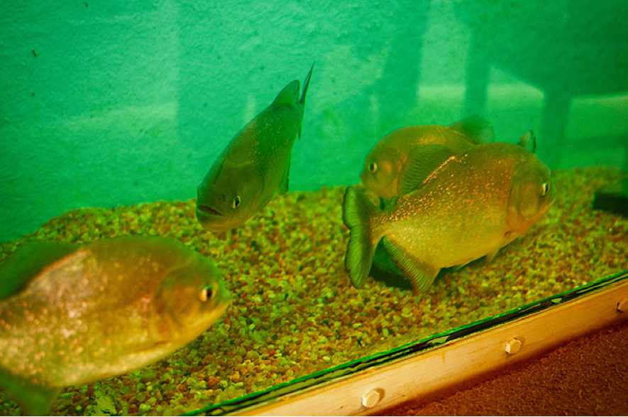 Iacanga