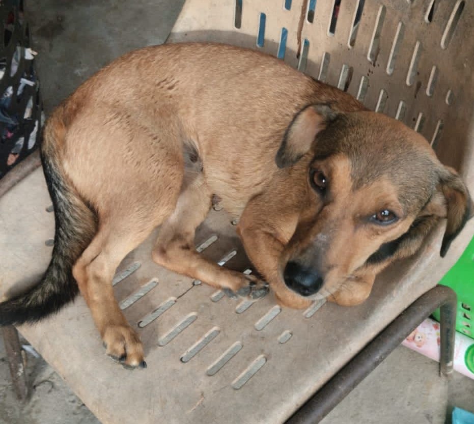 Bem estar animal- Quatro cãezinhos de cinco meses para adoção, em Pedrinhas