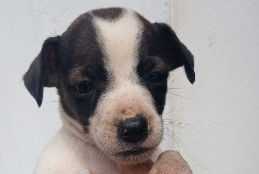Zoonoses da Ilha conta com dezessete filhotinhos de cachorrinhos para adoção