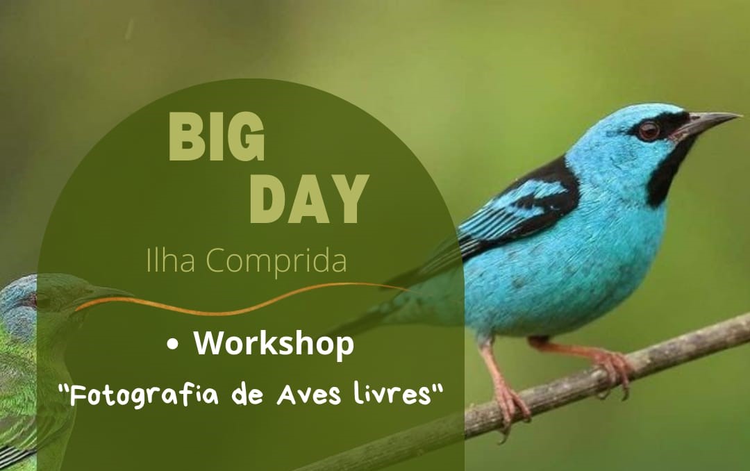 Sábado 08/10, Big Day na Ilha contará com passeio de observação de aves, palestra, workshop, aula de fotografia e bate papo