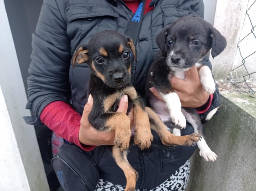 Nesta quarta 12/07,  tem Feira de Filhotinhos de cachorrinhos da Zoonoses da Ilha na Armazém Animal 